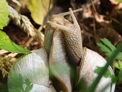 Edible snail (Helix pomatia) in Courtship