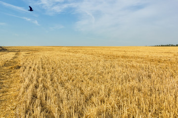 Stubble field after wheat harvesting, close up