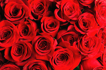 fresh red roses in a bouquet as background