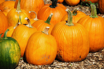 pumpkin harvest in autumn season