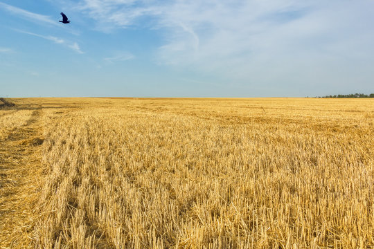 Stubble field after wheat harvesting, close up