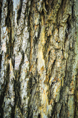 Obraz premium Bark of tree