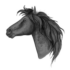 Black horse head sketch portrait