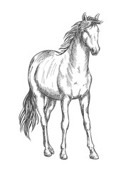 Satnding white horse sketch portrait