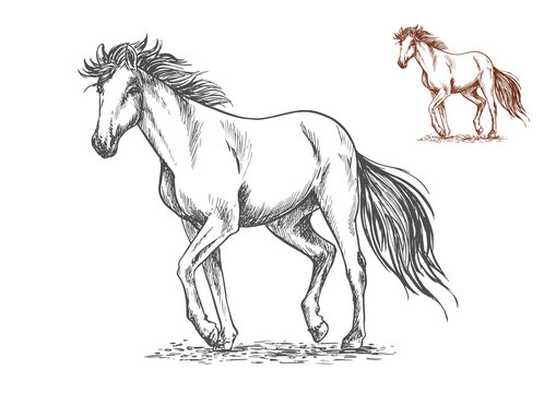 Running white horse sketch portrait