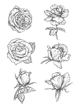 Rose buds icons. Flower sketch emblems