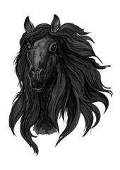 Black arabian racehorse sketch for equine design