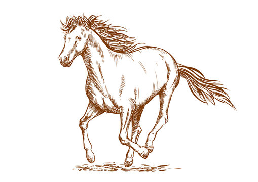 Brown horse sketch of arabian mare