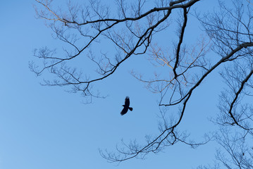 Silhouette of a crow flying against bright sky