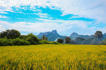 Obraz premium Sunhemp or Crotalaria juncea flower field with Khao Jeen Lae mou