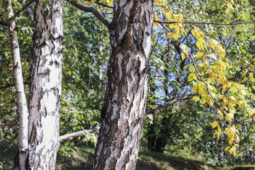 Trunk and branches of a birch.