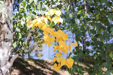 Yellow birch leaves