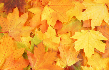 Naklejka na ściany i meble Maple leaves background