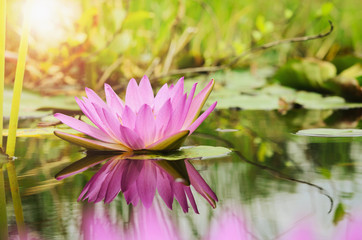 lotus flower background and sunshine