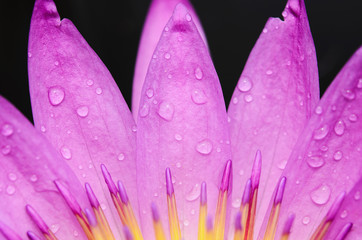 Water drop on colorful purple water lily