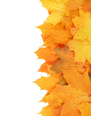 Maple leaves isolated on white