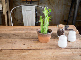 Cactus in pot on wooden table