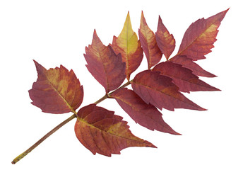 Naklejka na ściany i meble Trumpet creeper autumn leaf