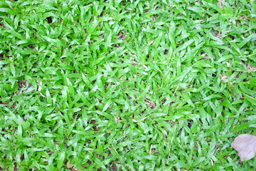 Obraz premium Beautiful green grass pattern