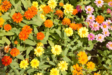 Colorful  flowers  in the park. Spring landscape