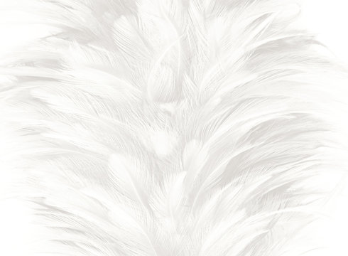 Bohemian boho style vintage color trends ,Chicken feather texture background,Interior soft luxury gray heaven angels,Modern image used for fashion design living room,office and others