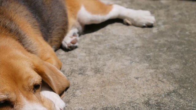 Closeup adorable beagle laying on floor under sunlight
