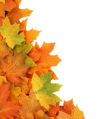 Maple leaves isolated on white