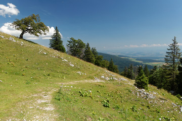 Dans le jura
