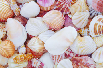 Mixed colorful sea shells as background