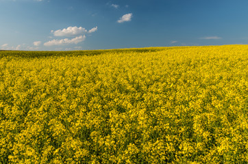 Obraz premium Rapeseed field under blue sky