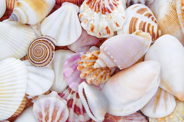 Mixed colorful sea shells as background
