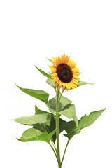 ひまわり(キリヌキ)