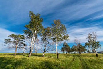 Fototapeta na wymiar road in a field between the trees