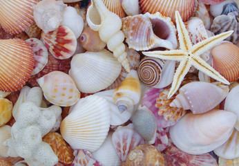 Starfish on seashells background