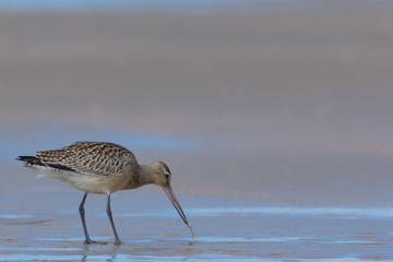 Bar-Tailed Godwit feeding on the Beach