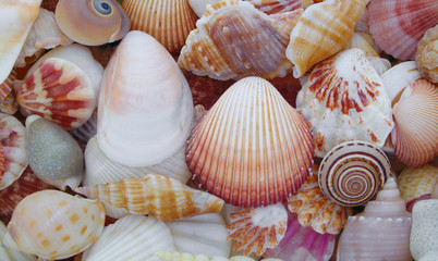 Seashells background
