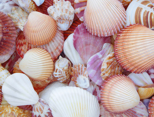 Seashells background