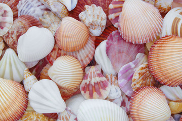Seashells background