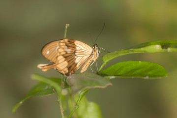 butterfly sits on a green branch
