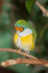 Fototapeta na wymiar portrait of a tropical bird