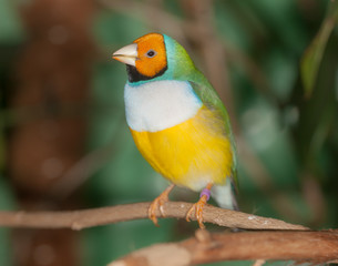 tropical bird closeup