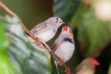 birds sitting on a branch