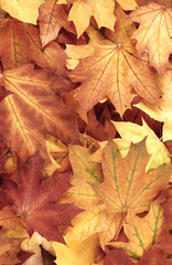 Naklejka na ściany i meble Vivid maple leaves background