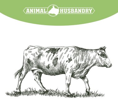 sketch of cow drawn by hand. livestock. cattle. animal grazing