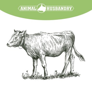 sketch of calf drawn by hand. livestock. cattle. animal grazing
