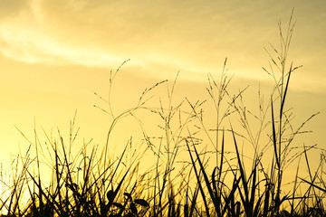 Fototapeta premium siluet flower of countryside