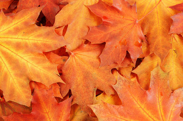 Vivid maple leaves background