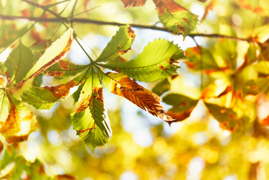 Colorful chestnut tree leaves; autumnal nature background