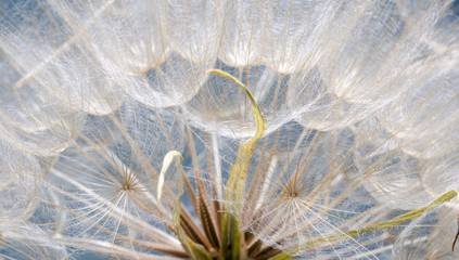 Dandelion seeds: Hopes, wishes and dreams: We fly away to fulfill wishes :) - 119961850