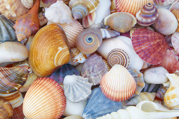 Mixed colorful sea shells as background